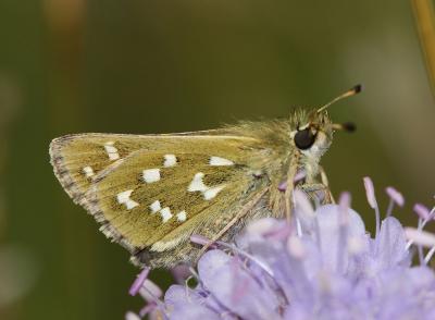 Virgule (La), Comma (Le) Hesperia comma (Linnaeus, 1758)