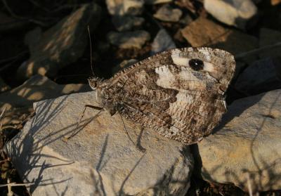 Agreste (L') Hipparchia semele (Linnaeus, 1758)