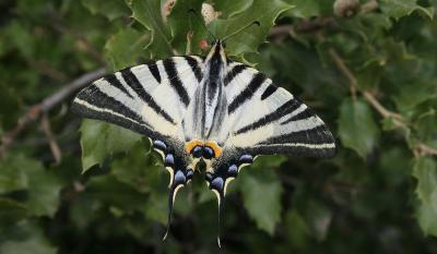 Flambé (Le) Iphiclides podalirius (Linnaeus, 1758)