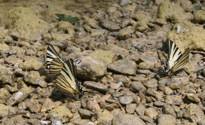 Flambé (Le) Iphiclides podalirius (Linnaeus, 1758)