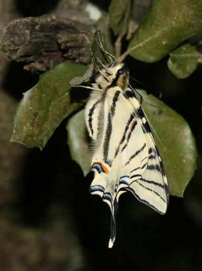 Flambé (Le) Iphiclides podalirius (Linnaeus, 1758)