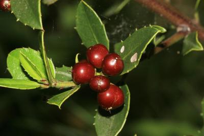 Nerprun Alaterne, Alaterne Rhamnus alaternus L., 1753