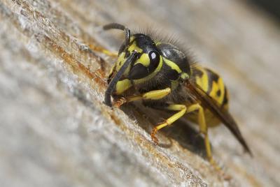 Guêpe germanique Vespula germanica (Fabricius, 1793)