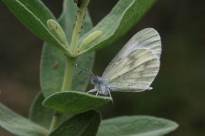 Piéride du Lotier (La), Piéride de la Moutarde (La Leptidea sinapis (Linnaeus, 1758)
