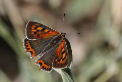Cuivré commun (Le), Argus bronzé (L'), Bronzé (Le) Lycaena phlaeas (Linnaeus, 1760)