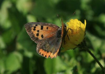 Cuivré commun (Le), Argus bronzé (L'), Bronzé (Le) Lycaena phlaeas (Linnaeus, 1760)