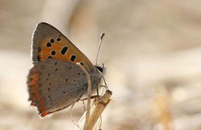 Cuivré commun (Le), Argus bronzé (L'), Bronzé (Le) Lycaena phlaeas (Linnaeus, 1760)