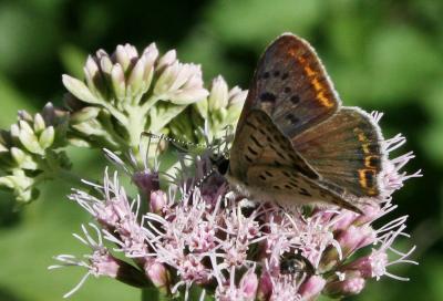 Cuivré fuligineux (Le), Argus myope (L'), Polyomma Lycaena tityrus (Poda, 1761)