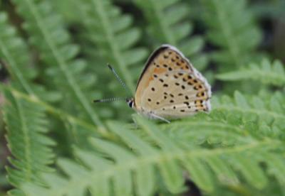 Cuivré fuligineux (Le), Argus myope (L'), Polyomma Lycaena tityrus (Poda, 1761)