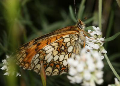 Mélitée du Mélampyre (La), Damier Athalie (Le) Melitaea athalia (Rottemburg, 1775)