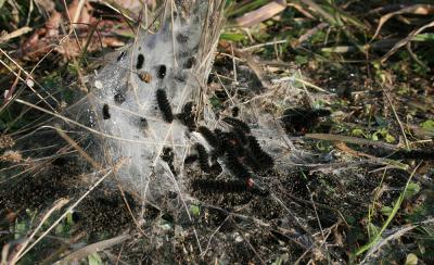 Mélitée du Plantain (La), Déesse à ceinturons (La) Melitaea cinxia (Linnaeus, 1758)