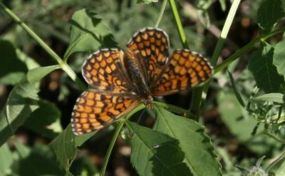 Mélitée des Linaires (La) Melitaea deione (Geyer, 1832)