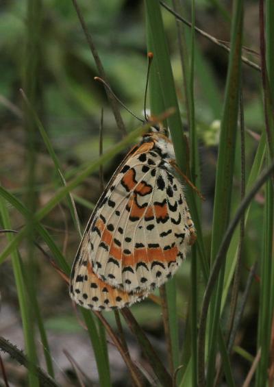 Mélitée orangée (La), Damier orangé (Le), Diane (L Melitaea didyma (Esper, 1778)