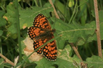 Mélitée du Mélampyre (La), Damier Athalie (Le) Melitaea athalia (Rottemburg, 1775)