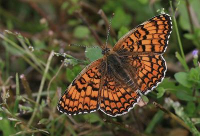 Mélitée des Centaurées (La), Grand Damier (Le) Melitaea phoebe (Denis & Schiffermüller, 1775)