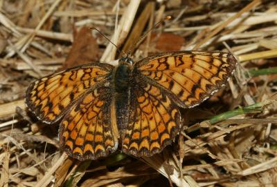 Mélitée des Centaurées (La), Grand Damier (Le) Melitaea phoebe (Denis & Schiffermüller, 1775)