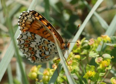 Mélitée des Centaurées (La), Grand Damier (Le) Melitaea phoebe (Denis & Schiffermüller, 1775)