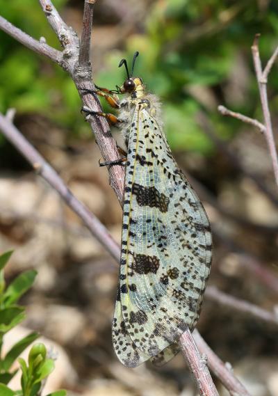  Palpares libelluloides (Linnaeus, 1764)