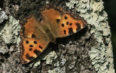 Grande Tortue (La), Vanesse de l'Orme (La), Grand- Nymphalis polychloros (Linnaeus, 1758)