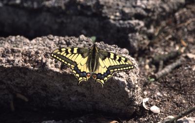 Machaon (Le), Grand Porte-Queue (Le) Papilio machaon Linnaeus, 1758