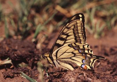 Machaon (Le), Grand Porte-Queue (Le) Papilio machaon Linnaeus, 1758
