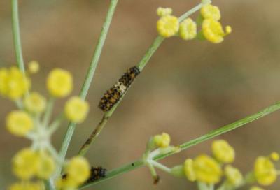 Machaon (Le), Grand Porte-Queue (Le) Papilio machaon Linnaeus, 1758