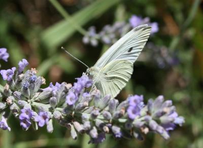 Piéride de la Rave (La), Petit Blanc du Chou (Le), Pieris rapae (Linnaeus, 1758)