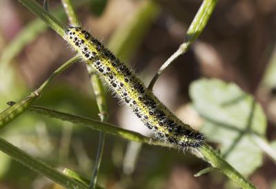 Piéride du Chou (La), Grande Piéride du Chou (La), Pieris brassicae (Linnaeus, 1758)