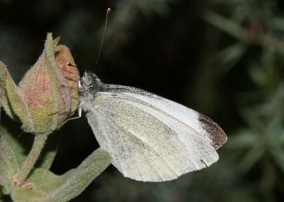 Piéride de l'Ibéride (La), Piéride jumelle (La) Pieris mannii (Mayer, 1851)