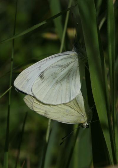 Piéride du Navet (La), Papillon blanc veiné de ver Pieris napi (Linnaeus, 1758)