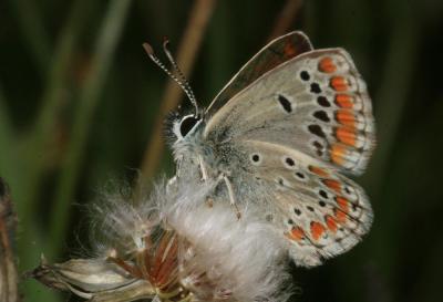 Collier-de-corail (Le), Argus brun (L') Aricia agestis (Denis & Schiffermüller, 1775)