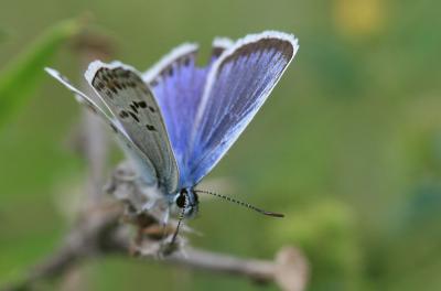 Azuré de l'Ajonc (L'), Argus bleu-violet (L'), Arg Plebejus argus (Linnaeus, 1758)
