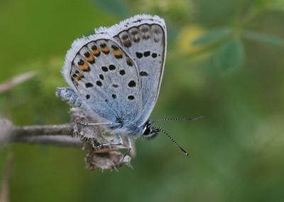 Azuré de l'Ajonc (L'), Argus bleu-violet (L'), Arg Plebejus argus (Linnaeus, 1758)