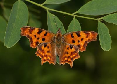 Gamma (Le), Robert-le-diable (Le), C-blanc (Le), D Polygonia c-album (Linnaeus, 1758)