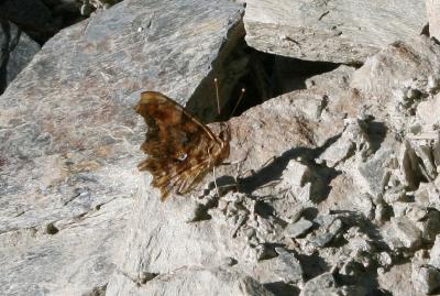 Gamma (Le), Robert-le-diable (Le), C-blanc (Le), D Polygonia c-album (Linnaeus, 1758)