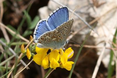 Azuré bleu-céleste (L'), Bel-Argus (Le), Argus ble Lysandra bellargus (Rottemburg, 1775)