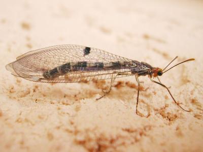  Megistopus flavicornis (Rossi, 1790)