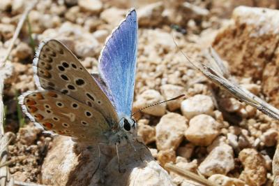 Azuré bleu-céleste (L'), Bel-Argus (Le), Argus ble Lysandra bellargus (Rottemburg, 1775)