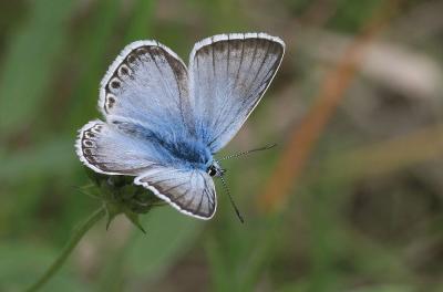 Bleu-nacré d'Espagne (Le) Lysandra hispana (Herrich-Schäffer, 1852)