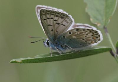 Bleu-nacré d'Espagne (Le) Lysandra hispana (Herrich-Schäffer, 1852)