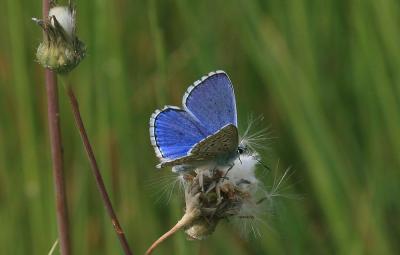 Azuré bleu-céleste (L'), Bel-Argus (Le), Argus ble Lysandra bellargus (Rottemburg, 1775)