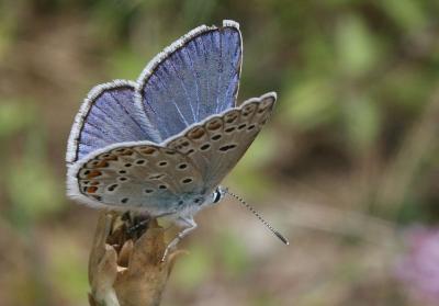 Azuré de l'Adragant (L'), Azuré du Plantain (L'),  Polyommatus escheri (Hübner, 1823)