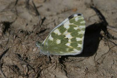 Marbré-de-vert (Le), Piéride du Réséda (La), Marbr Pontia daplidice (Linnaeus, 1758)
