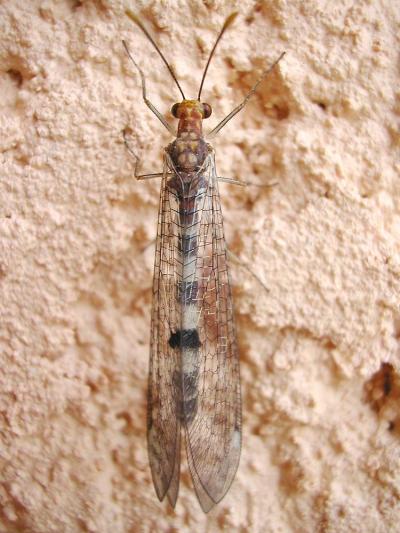  Megistopus flavicornis (Rossi, 1790)