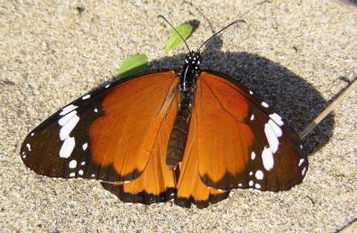 Petit Monarque (Le) Danaus chrysippus (Linnaeus, 1758)