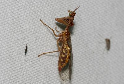  Mantispa styriaca (Poda, 1761)