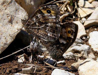 Agreste (L') Hipparchia semele (Linnaeus, 1758)