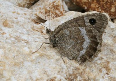 Petite Coronide (La), Actéon (L'), Coronis (Le), A Satyrus actaea (Esper, 1781)