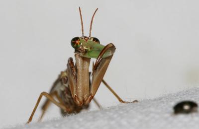  Mantispa styriaca (Poda, 1761)