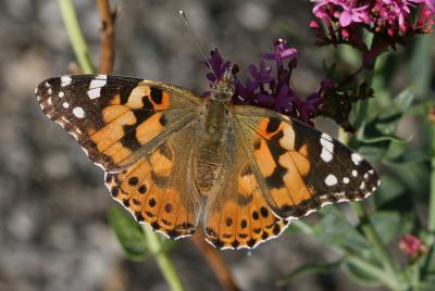 Vanesse des Chardons (La), Belle-Dame (La), Vaness Vanessa cardui (Linnaeus, 1758)